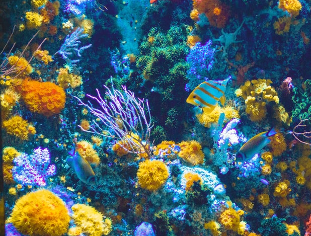 coral 618 469